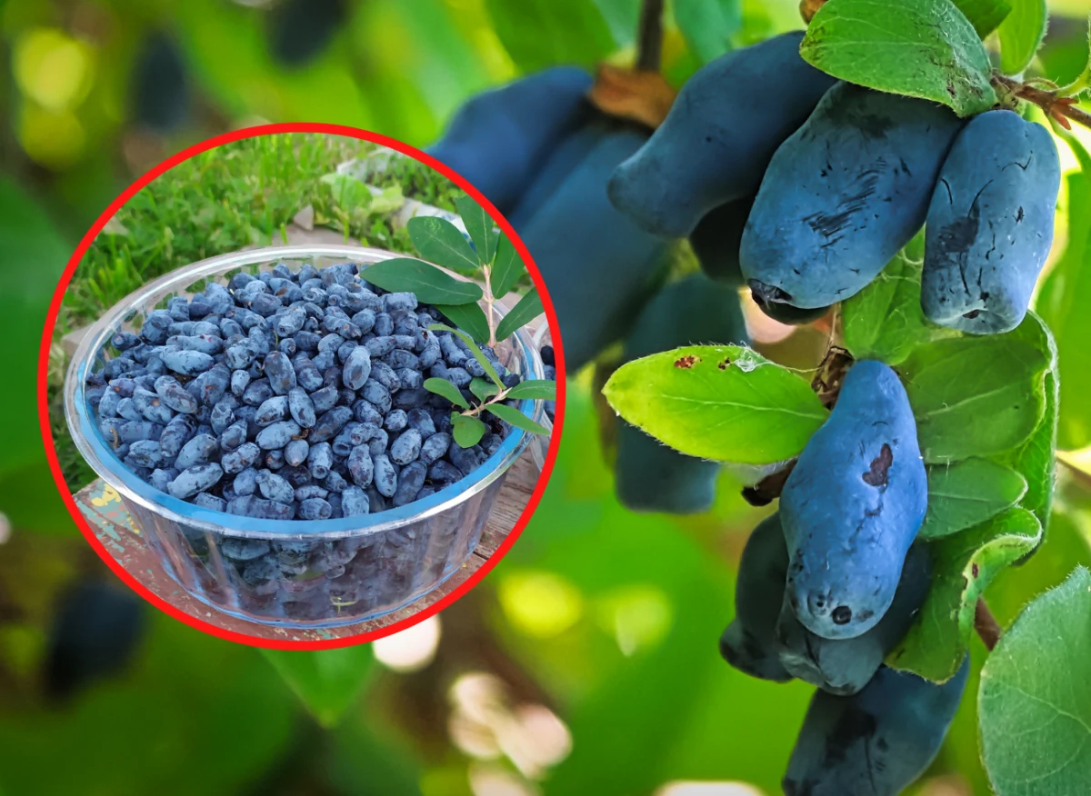 Owoce jagody kamczackiej to bogate źródło witamin