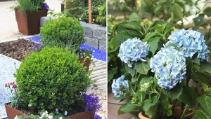 Krzewy oraz drzewa w doniczce to wyjątkowa dekoracja balkonu czy tarasu. Odpowiednio dobrane gatunki i stworzą niepowtarzalną aranżację!