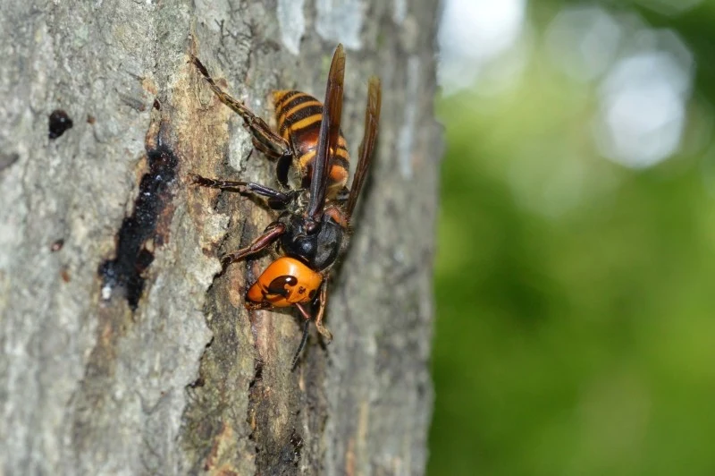 Ugryzienie szerszenia może być wyjątkowo niebezpieczne dla osób, które są uczulone na jad