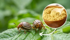 Stonka ziemniaczana w ogrodzie. Naturalne opryski i pułapki na stonkę – szybko pozbędziesz się szkodnika