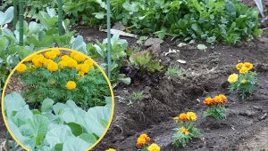 Wyjaśniamy, w sąsiedztwie jakich warzyw najlepiej sadzić aksamitki.