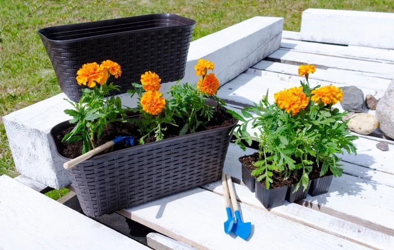 Aksamitki można sadzić do donic i na rabatach dopiero w połowie maja