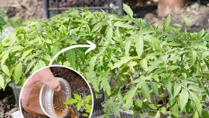 Podpowiadamy, czym dokarmiać sadzonki pomidorów, by zdrowo się rozwijały. Ft.123RF/CanvaPro