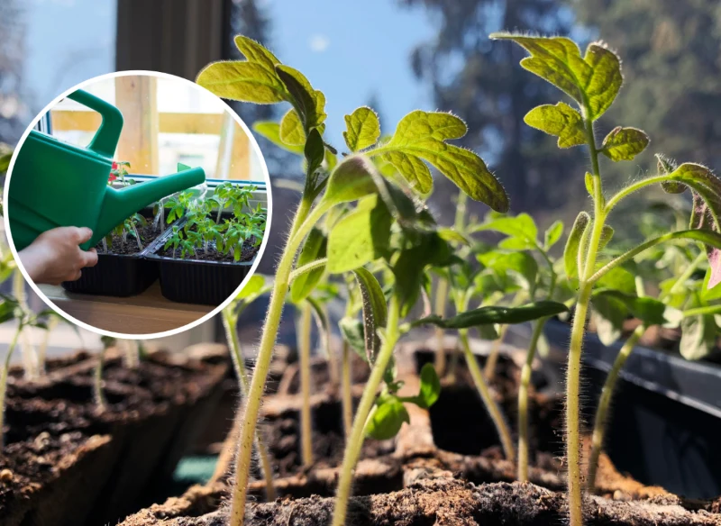 Wyjaśniamy, jak przyśpieszyć wzrost sadzonek pomidorów