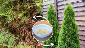 Twoje tuje brązowieją? Przygotuj domowy oprysk na bazie popularnego warzywa, a odżyją w mig.