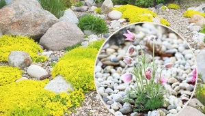 Kwiaty zasadzone na odpowiednim gruncie będą ozdabiać twój ogród lub przydomowy teren przez wiele miesięcy, zachwycając wszystkich gości.