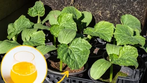 Wyjaśniamy, jaka odżywka sprawdzi się do nawożenia sadzonek ogórków. Fot. 123RF.com/CanvaPro