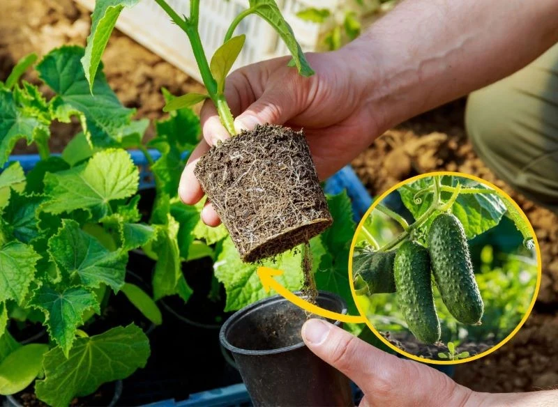 Sadzenie ogórków do gruntu zaleca się w połowie maja