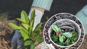 Sposobów rozmnażania rododendronów jest wiele i różnią się one między sobą.