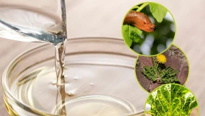 Ocet ma wiele zastosowań, również ogrodzie. Jak przygotować oprysk z octu?