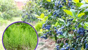 Wyjaśniamy, jak pozbyć się skrzypu polnego z działki.