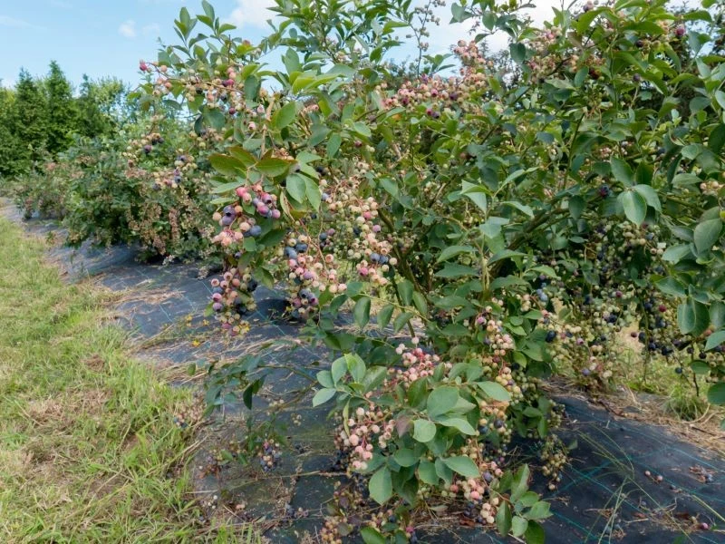 Ściółkowanie lub wyłożenie agrowłókniny pozwoli zapobiec wyrastaniu skrzypu wokół krzewów borówki