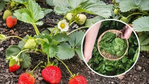 Co warto posadzić obok truskawek?