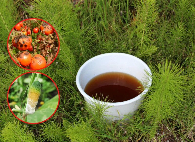 Gnojówka ze skrzypu polnego może posłużyć jako wartościowy nawóz