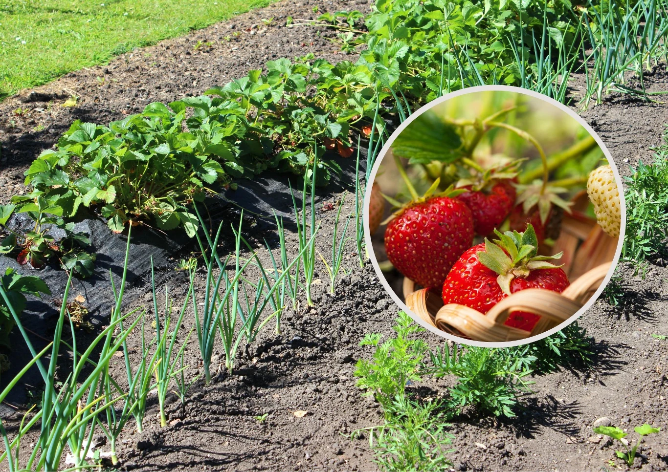 Obok tych roślin warto posadzić truskawki.