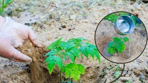 Wyjaśniamy, kiedy i jak sadzić pomidory do gruntu.