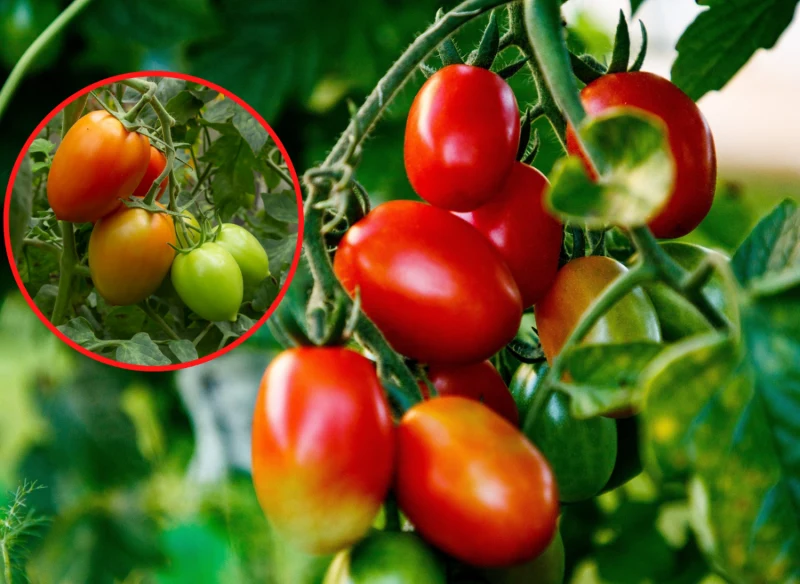 Wyjaśniamy, jakie zalety ma odmiana pomidorów Awizo F1