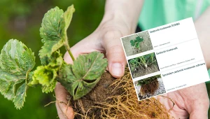 Wyjaśniamy, co grozi za nielegalne rozmnażanie i sprzedaż licencjonowanych sadzonek truskawek. Fot. 123RF.com/ Screen: olx.pl