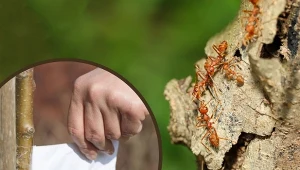 Opaski lepowe to jeden z najbardziej naturalnych sposobów ochrony roślin.