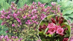 Głównym powodem, dlaczego krzewuszka nie chce rosnąć, może być zacienione stanowisko.