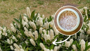 Laurowiśnia to zimozielona roślina o dużych walorach dekoracyjnych.