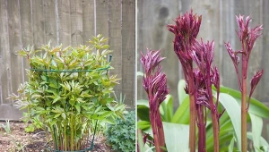 Gdy zadbasz o peonie w odpowiedni sposób, możesz cieszyć się pięknymi kwiatami przez wiele lat.