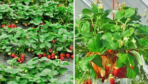 Wyjaśniamy, jakie odmiany truskawek będą najlepsze do uprawy w gruncie i donicach.