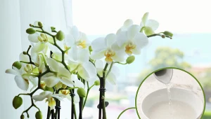 Wyjaśniamy, jak odżywić storczyka, który nie kwitnie.