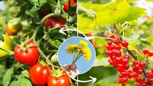 Gnojówka z mniszka lekarskiego to bardzo cenny nawóz naturalny.