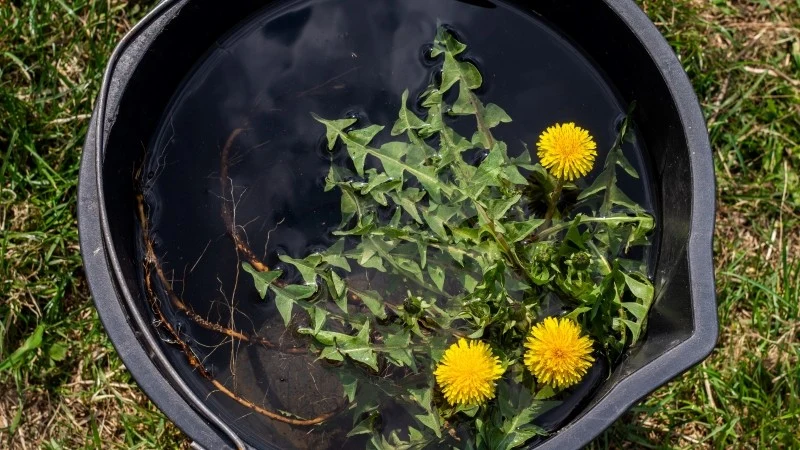 Gnojówka z mniszka lekarskiego jest nie tylko skuteczna i bezpieczna dla roślin, lecz także przyjazna dla środowiska naturalnego