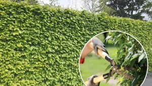 Żywopłot liściasty zdecydowanie warto posadzić w swoim ogrodzie!