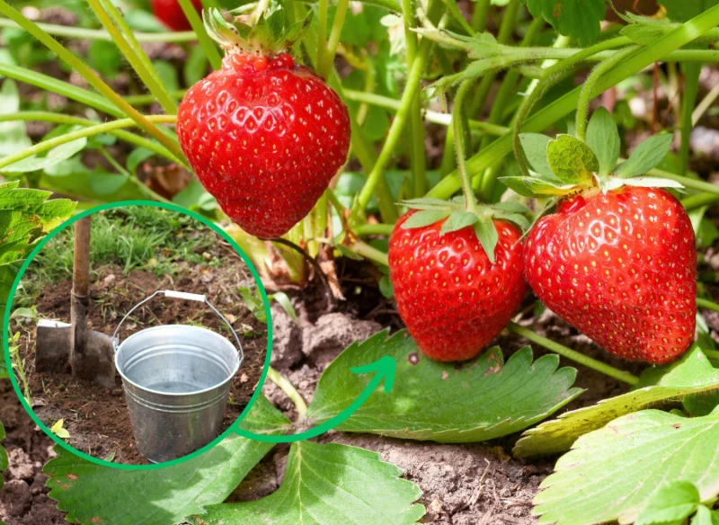 Do dokarmiania truskawek zaleca się używać naturalnych nawozów