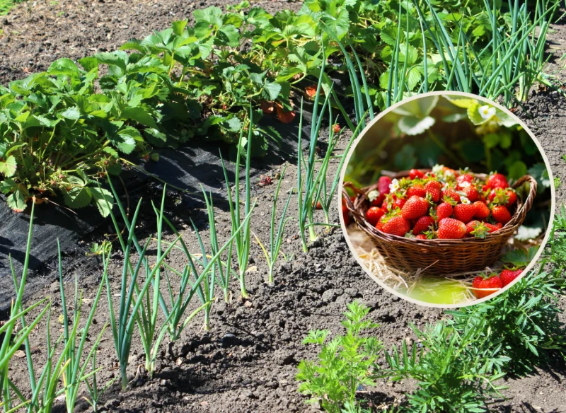 Wyjaśniamy, co najlepiej sadzić w sąsiedztwie truskawek w warzywniku