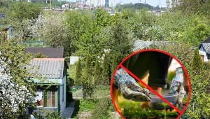 Na ogródkach działkowych obowiązuje zakaz sadzenia niektórych roślin. Jakich?