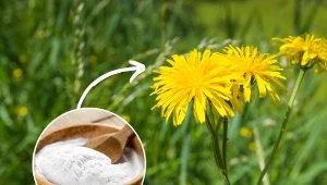 Mlecz na trawniku to zmora właścicieli ogrodów.