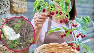 Przedstawiamy, jak uprawiać maliny, by zebrać obfity plon.