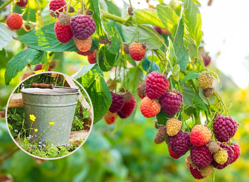 Wyjaśniamy, czym nawozić maliny, by bogato owocowały