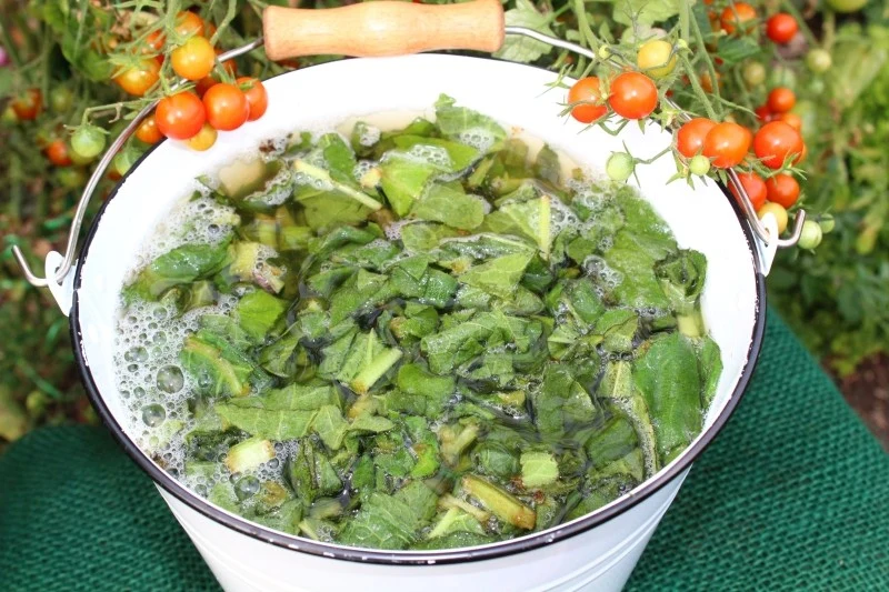 Nawozy do pomidorów można zrobić samodzielnie