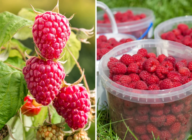 Wyjaśniamy, czym charakteryzuje się nowa, dwupiętrowa odmiana malin 'Skierka'