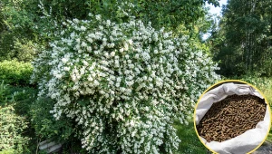 Wyjaśniamy, jak uprawiać jaśminowce w ogrodzie.