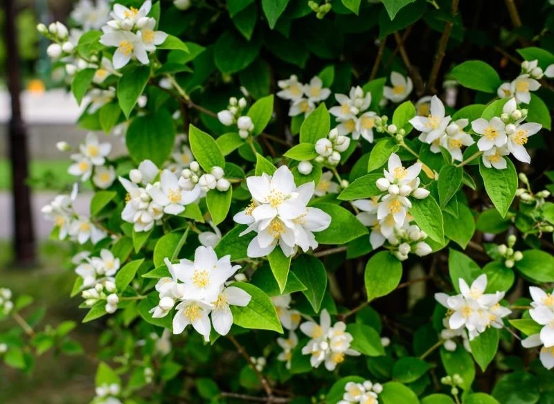 Jaśminowiec wonny roztacza piękny zapach