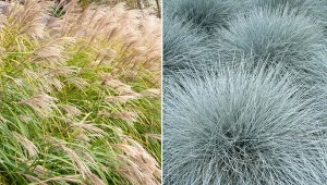 Trawy ozdobne cieszą się coraz większą popularnością w naszych ogrodach.