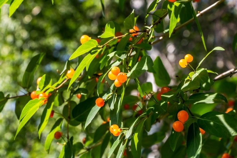 W lipcu i sierpniu suchodrzew tatarski wydaje owoce