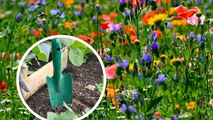 Łąka kwietna jest bardzo uniwersalna.