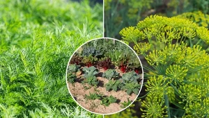 Sprawdź, jak i kiedy siać koper ogrodowy oraz jakich roślin nie siać w pobliżu.