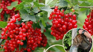 Wyjaśniamy, czym nawozić porzeczki na wiosnę. Fot. 123RF.com/CanvaPro