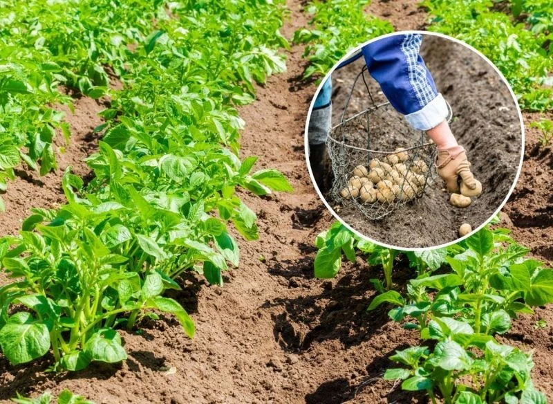 Jak sadzić ziemniaki na działce