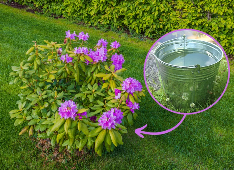 Wyjaśniamy, czym podlewać rododendrony