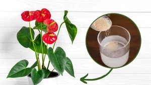 Podpowiadamy, jak zadbać o anturium, by pięknie kwitło i dobrze rosło.