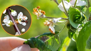 Dowiedz się, jak usunąć mrówki z drzew owocowych.